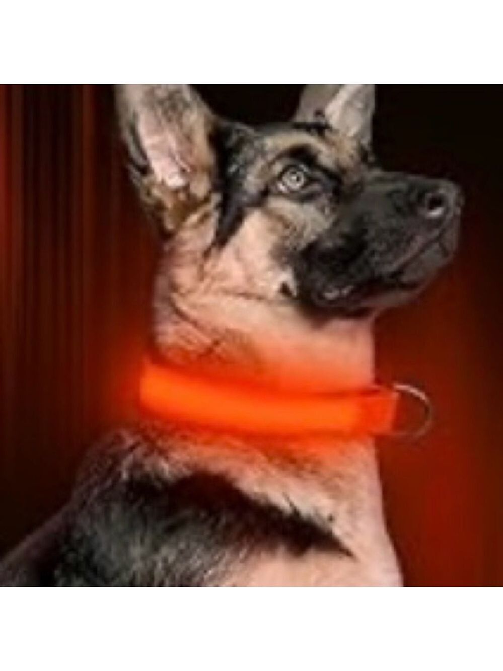 LED light up adjustable glow in the dark dog collar red size medium